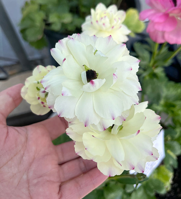 園芸ネット本店｜ラナンキュラス：ラックス ペネロペ3.5-4号ポット 3株