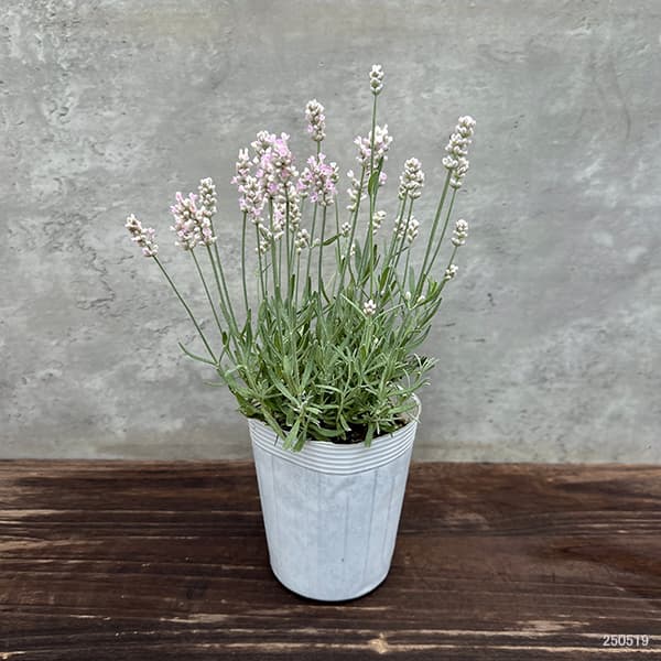 園芸ネット本店｜イングリッシュラベンダー：ピンク3.5号ロングポット