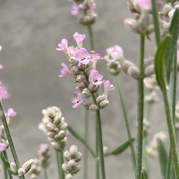 園芸ネット本店｜イングリッシュラベンダー：ピンク3.5号ロングポット