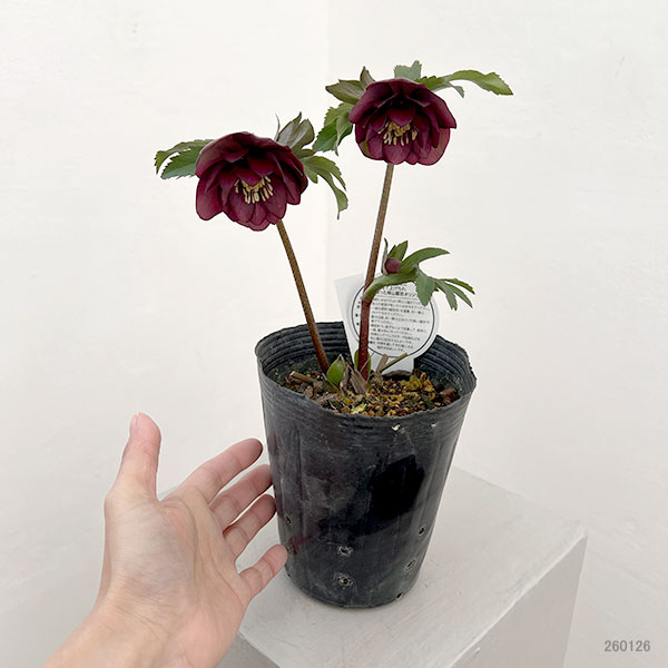 園芸ネット本店｜横山園芸さんのクリスマスローズ：26-29ダブル4.5号