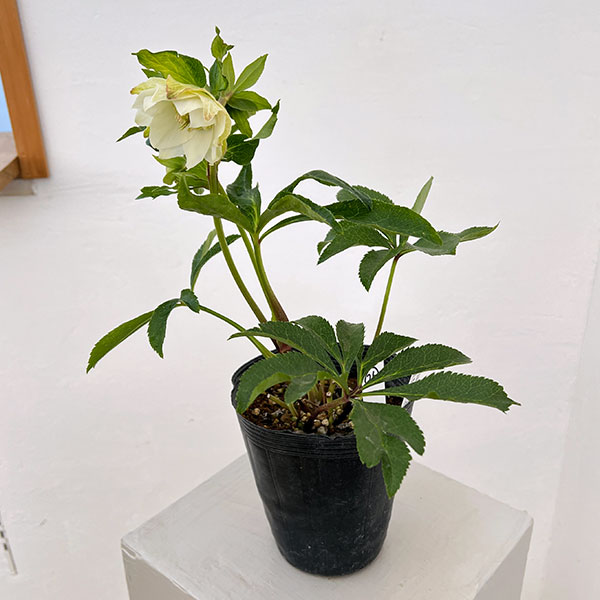 園芸ネット本店｜若泉ファームさんのクリスマスローズ：26-26