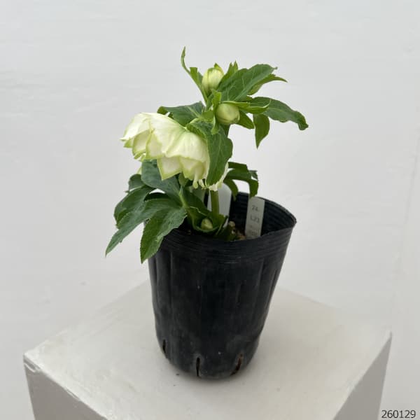 園芸ネット本店｜曽田園芸さんのクリスマスローズ：26-33利休4号ロング