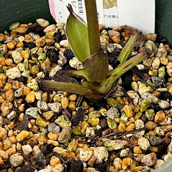 園芸ネット本店｜○クリスマスローズ（原種交配種）：デュメトルム交配