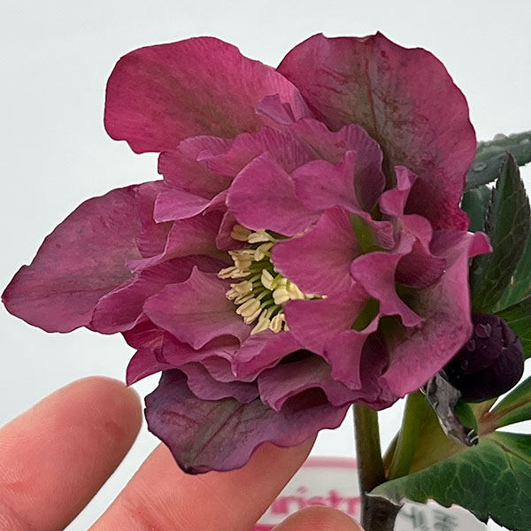 園芸ネット本店｜○クリスマスローズ（原種交配種）：デュメトルム交配