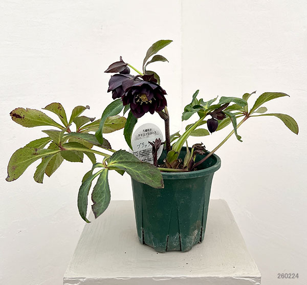 園芸ネット本店｜クリスマスローズ：ベルギー育種 ダブルブラック26-24