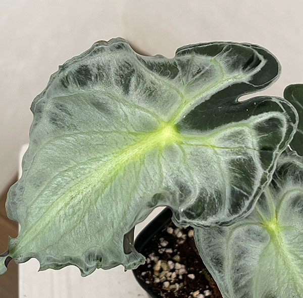 園芸ネット本店｜アロカシア：ヴェノム 3.5号ポット26-03 の通販【公式】