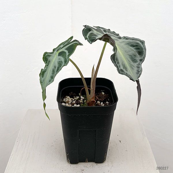 園芸ネット本店｜アロカシア：ヴェノム 3.5号ポット26-01 の通販【公式】