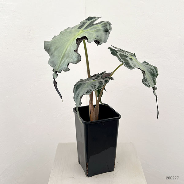 園芸ネット本店｜アロカシア：ヴェノム 4号鉢植え26-07 の通販【公式】