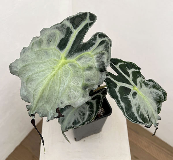 園芸ネット本店｜アロカシア：ヴェノム 4号鉢植え26-07 の通販【公式】