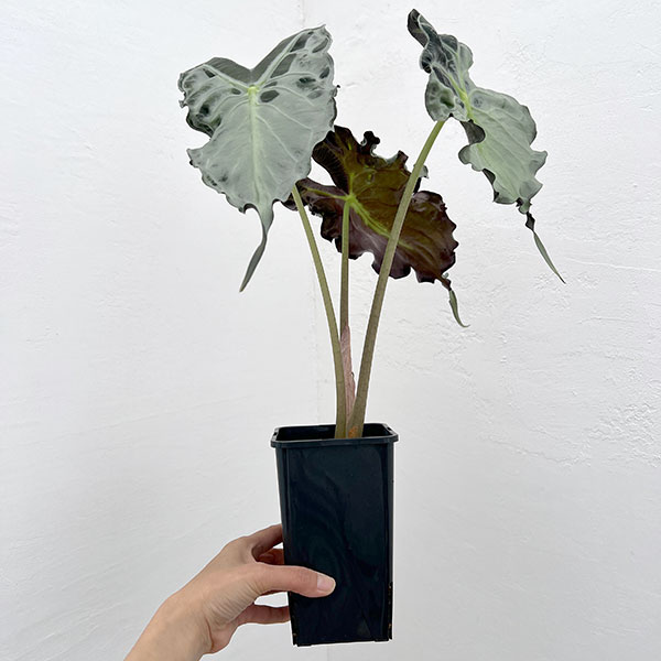 園芸ネット本店｜アロカシア：ヴェノム 4号鉢植え26-04 の通販【公式】