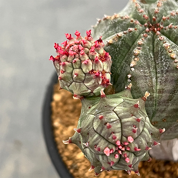 園芸ネット本店｜ユーフォルビア：オベサ ブロウ 3号鉢植え26-01 の