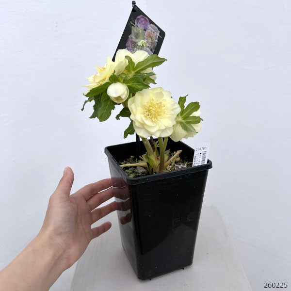 園芸ネット本店｜クリスマスローズ：セレクトダブル26-99／1.5Lポット