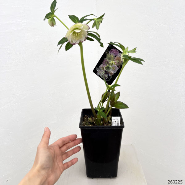 園芸ネット本店｜クリスマスローズ：セレクトダブル26-104／1.5Lポット