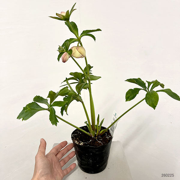 園芸ネット本店｜杉光園芸さんのクリスマスローズ：Freeda