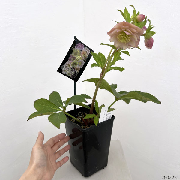 園芸ネット本店｜クリスマスローズ：セレクトダブル26-107／1.5Lポット