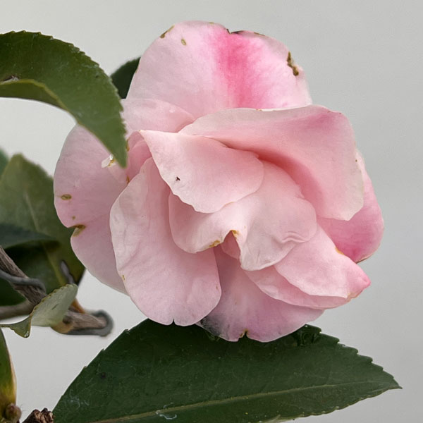 園芸ネット本店｜ツバキ（椿）：香妃 曲がり 3.5号匠鉢入り の通販【公式】