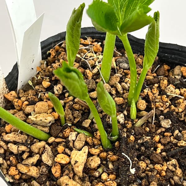 園芸ネット本店｜加藤農園さんのクリスマスローズ：26-05リトル