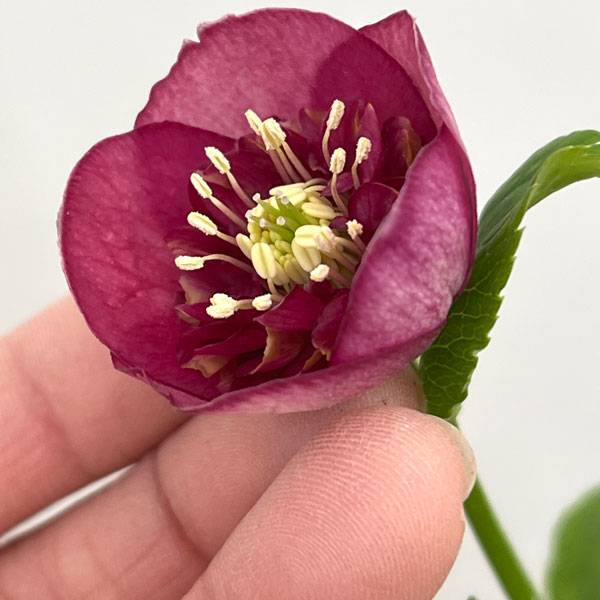 園芸ネット本店｜加藤農園さんのクリスマスローズ：26-10グロッシー