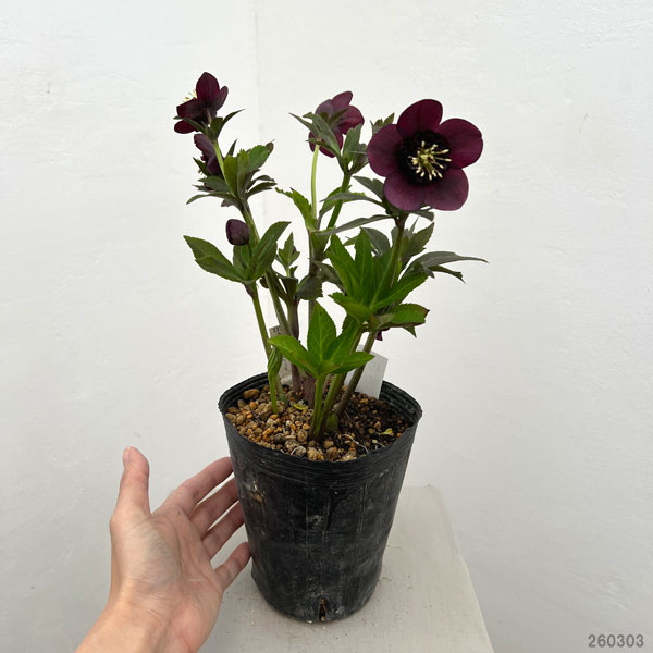 園芸ネット本店｜加藤農園さんのクリスマスローズ：26-15セミダブル