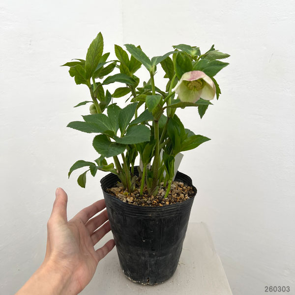 園芸ネット本店｜加藤農園さんのクリスマスローズ：26-20セミダブル