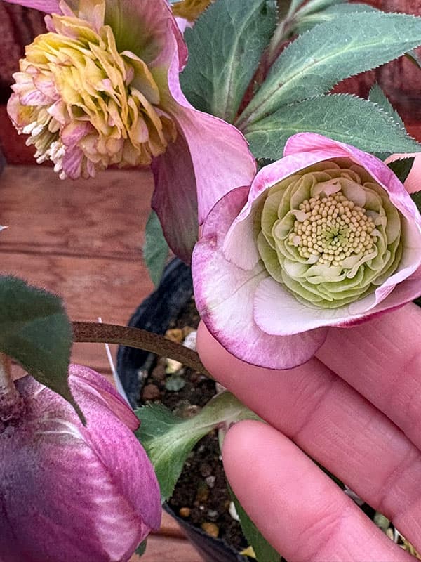 園芸ネット本店｜松村ナーセリーさんのクリスマスローズ：26-128