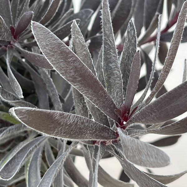 園芸ネット本店｜リューカデンドロン：デュリフ（大） 5号鉢植え の