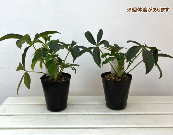 園芸ネット本店｜高正園さんのクリスマスローズ：ダブル バイカラー4.5