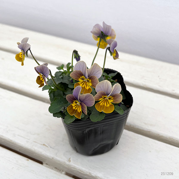 園芸ネット本店｜ビオラ：アンティーク系ミックス3号ポット 6株セット