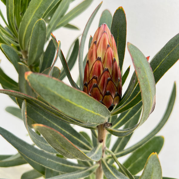 園芸ネット本店｜プロテア：ピンククリーム 7号鉢植え25-01 の通販【公式】