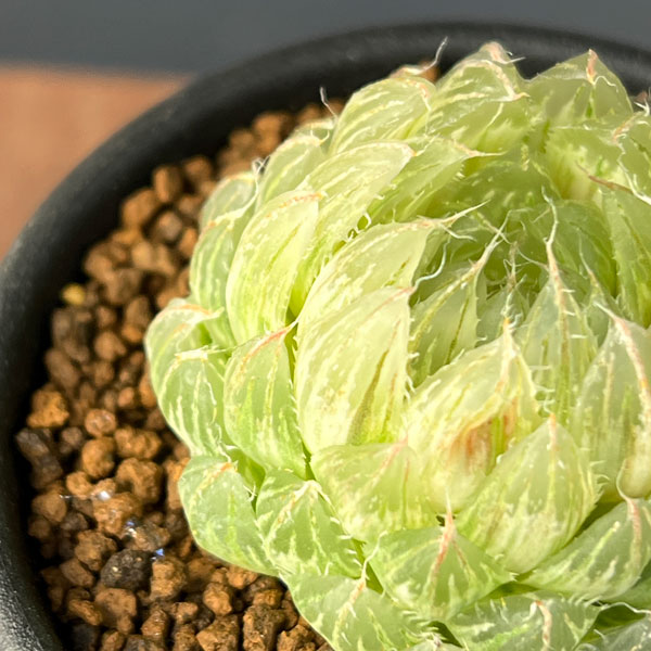 園芸ネット本店｜ハオルチア：翠雲錦2.5号鉢植え の通販【公式】