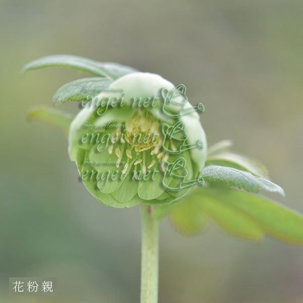 園芸ネット本店｜【お1人様1ポット】大和園さんのクリスマスローズ苗