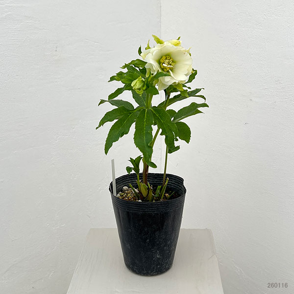 園芸ネット本店｜若泉ファームさんのクリスマスローズ：26-02