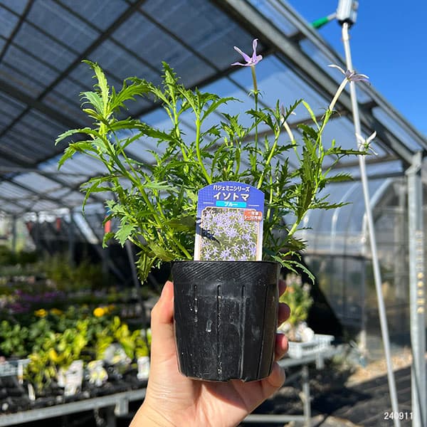 園芸ネット本店｜イソトマ（ローレンティア）：ブルー系3号ポット 12株