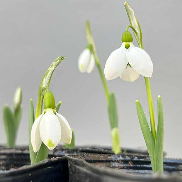 園芸ネット本店｜スノードロップ 2球植え 3号ポット の通販【公式】