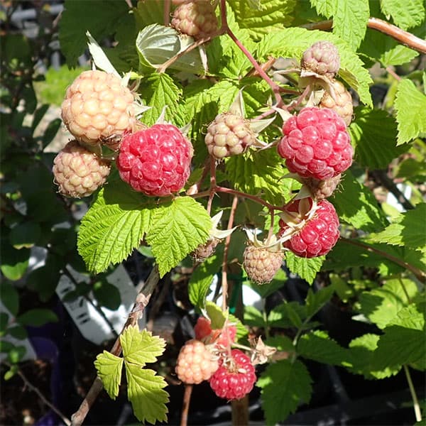 園芸ネット本店｜ラズベリー（トゲなし）：グレンアンプル4～5号ポット