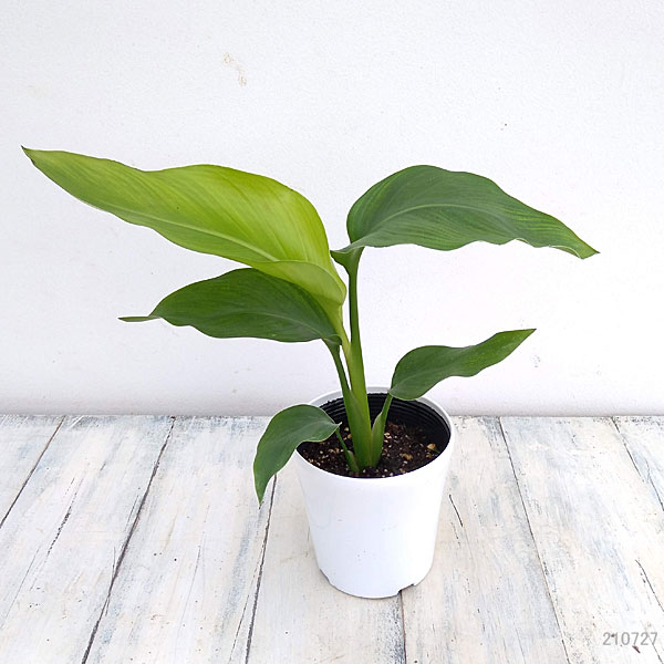 園芸ネット本店｜ストレリチア：オーガスタ4号鉢入り の通販【公式】