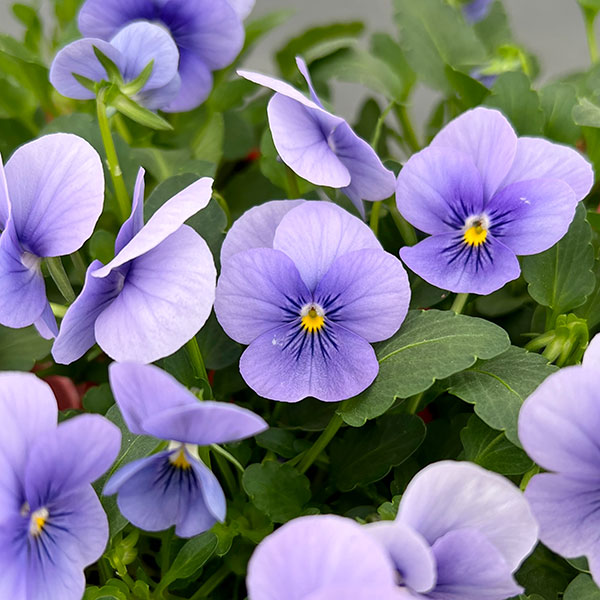 園芸ネット本店｜ビオラ：ビビ クリアライトブルー3～3.5号ポット 12株