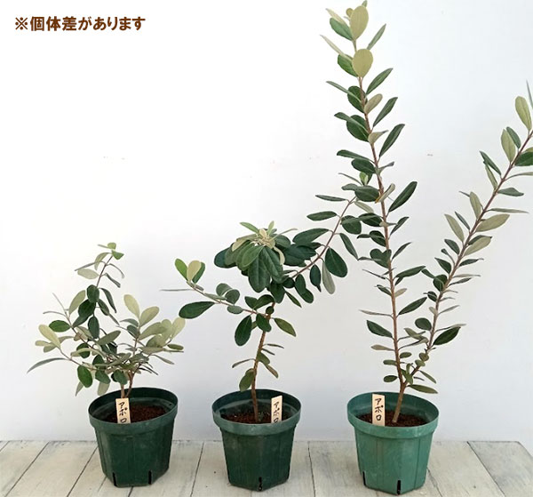 超逸品。フェイジョア株立ち1.4M(鉢底から)品番A 超逸品。フェイジョア