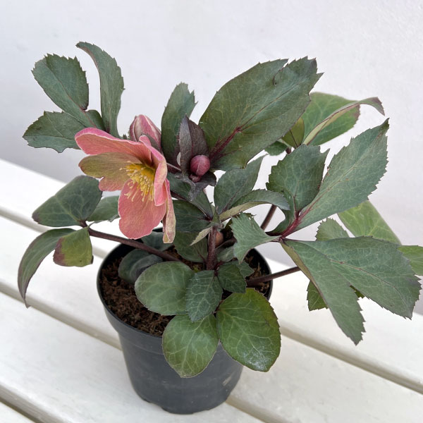 園芸ネット本店｜クリスマスローズ（原種交配）：*HGCピンクフロスト