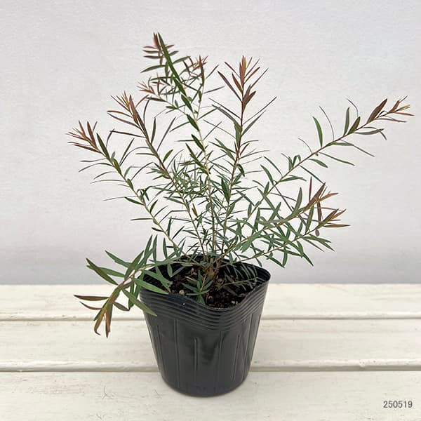 園芸ネット本店｜メラレウカ：レッドジェム3号ポット2株セット の通販