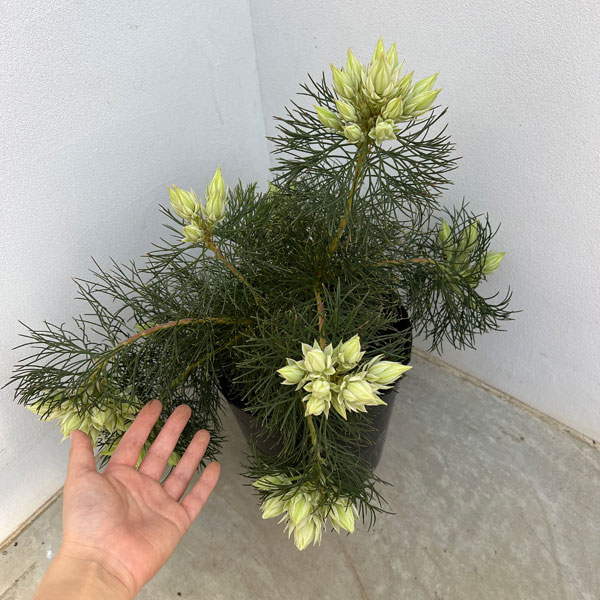 園芸ネット本店｜セルリア（ジョーイセルリア）：ブラッシングブライド