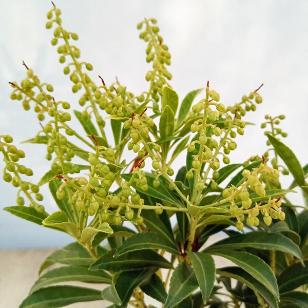 園芸ネット本店｜アセビ（馬酔木）：屋久島アセビ2.5～3号ポット の