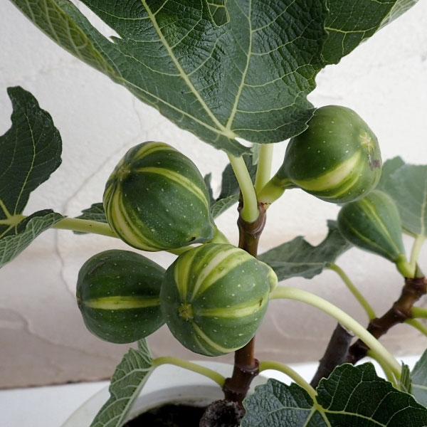 園芸ネット本店｜イチジク：ゼブラスィート4～5号ポット の通販【公式】