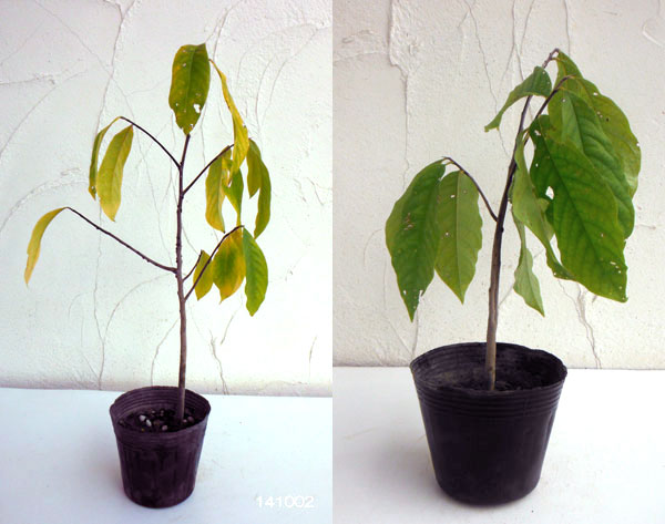 園芸ネット本店｜ポポー（実生苗）3号ポット の通販【公式】