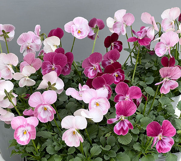 園芸ネット本店｜うえたコレクションビオラ：スイートラブ3.5号ポット