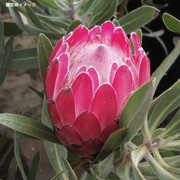 園芸ネット本店｜[ザ・ファームセレクト]プロテア：ピンクアイス 7号