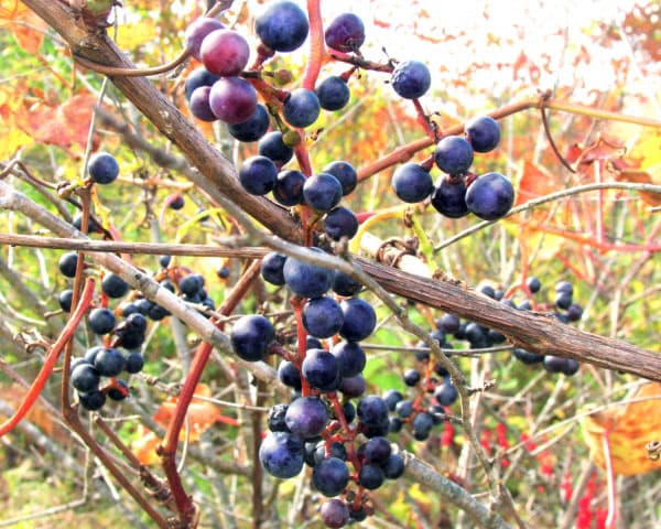 園芸ネット本店｜ヤマブドウ（山葡萄・山ぶどう）メス木（雌木）9号