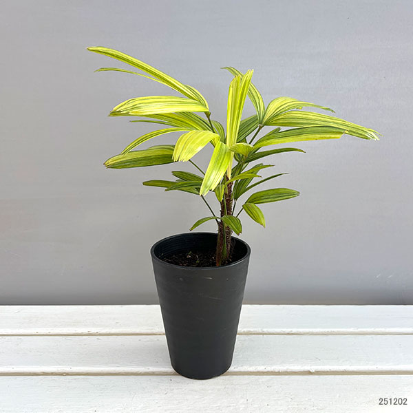 園芸ネット本店｜カンノンチク：綾錦(あやにしき)4号鉢植え の通販【公式】