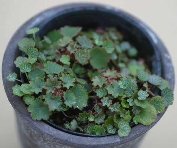 園芸ネット本店｜極姫ユキノシタ2.5号ポット の通販【公式】