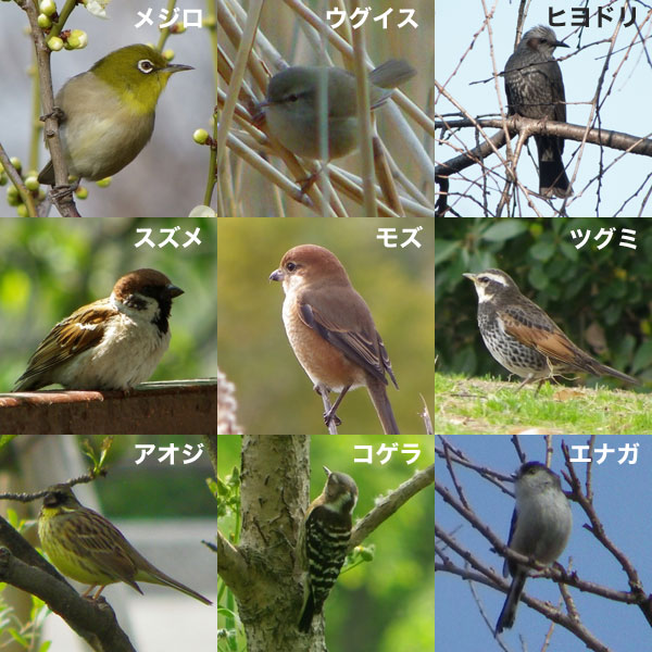 園芸ネット本店｜バードフィーダー：野鳥の餌台 No3と野鳥のまきエサ